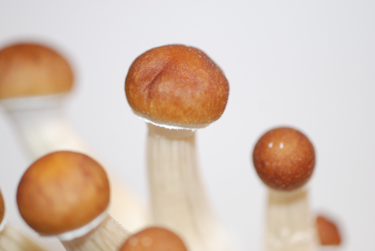 mazatapec magic mushrooms