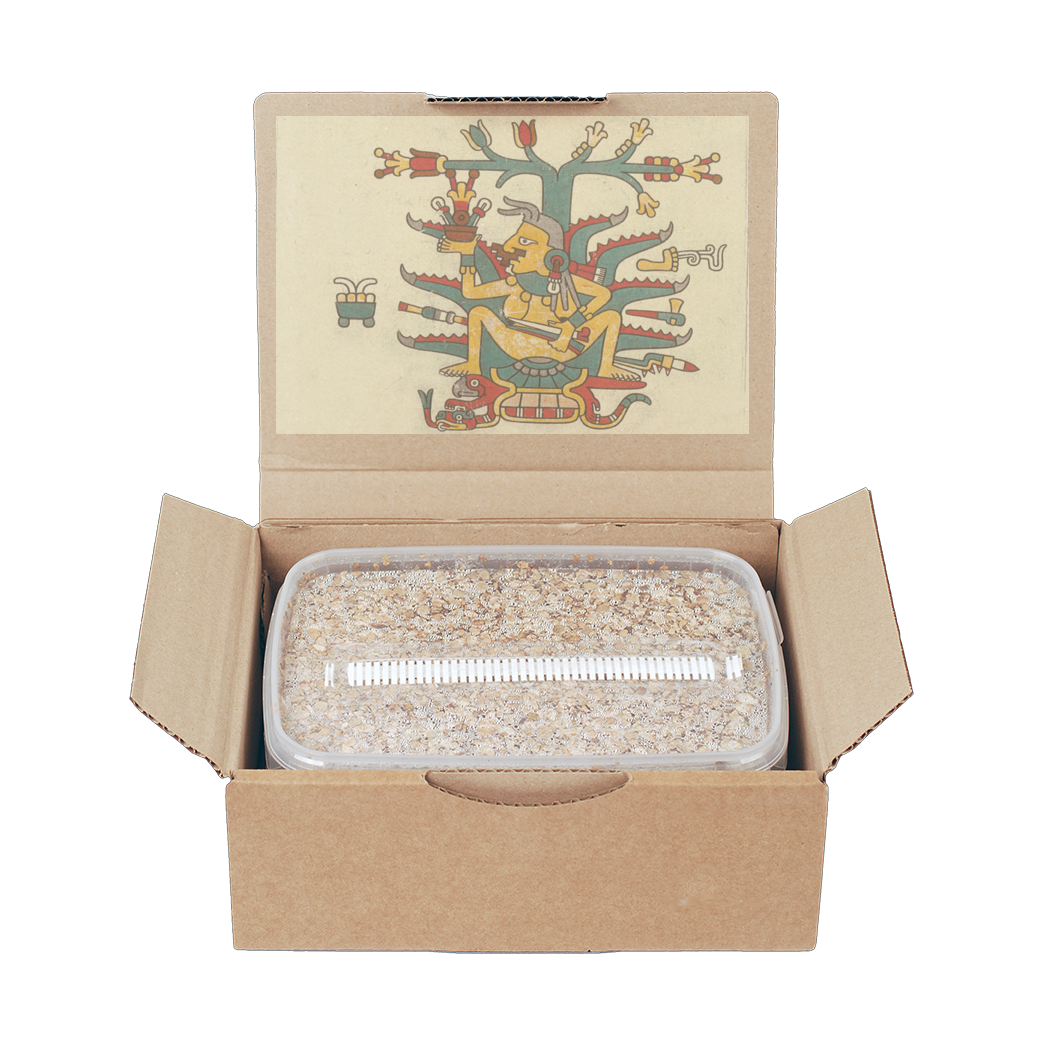 mazatapec magic mushroom grow kit