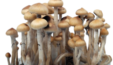 Growing Magic Mushrooms from Cubensis Spores: Q&A