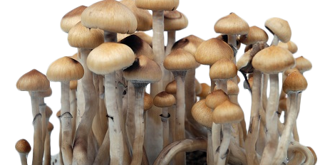 Growing Magic Mushrooms from Cubensis Spores: Q&A