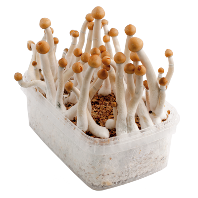 Mazatapec magic mushroom grow kit