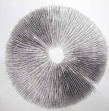 Spore prints