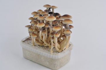 Kit di coltivazione dei funghi magici