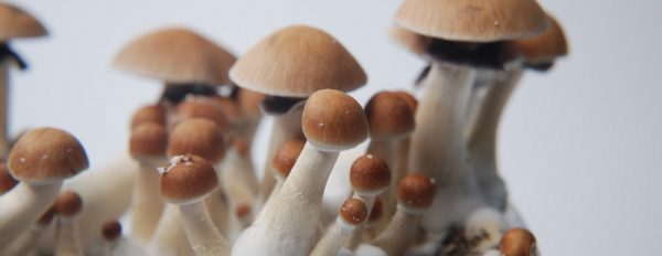 All you need to know about the Mexican Magic Mushroom