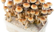 FreshMushrooms® 100% Mycelium kits: the fastest in the game!