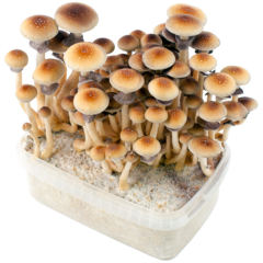 Golden teacher magic mushroom grow kit