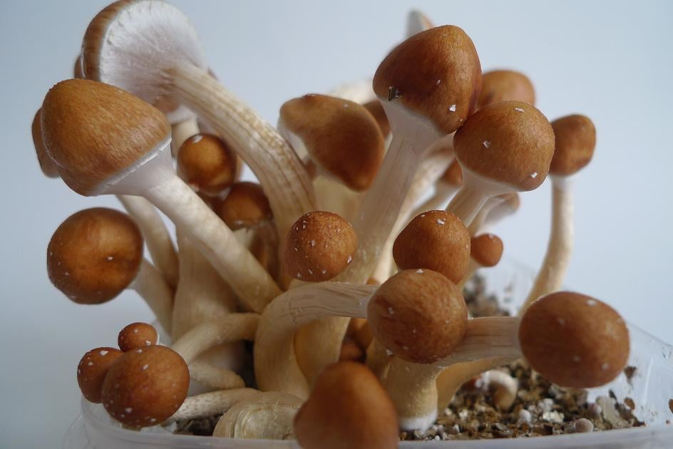 golden teacher magic mushrooms for sale