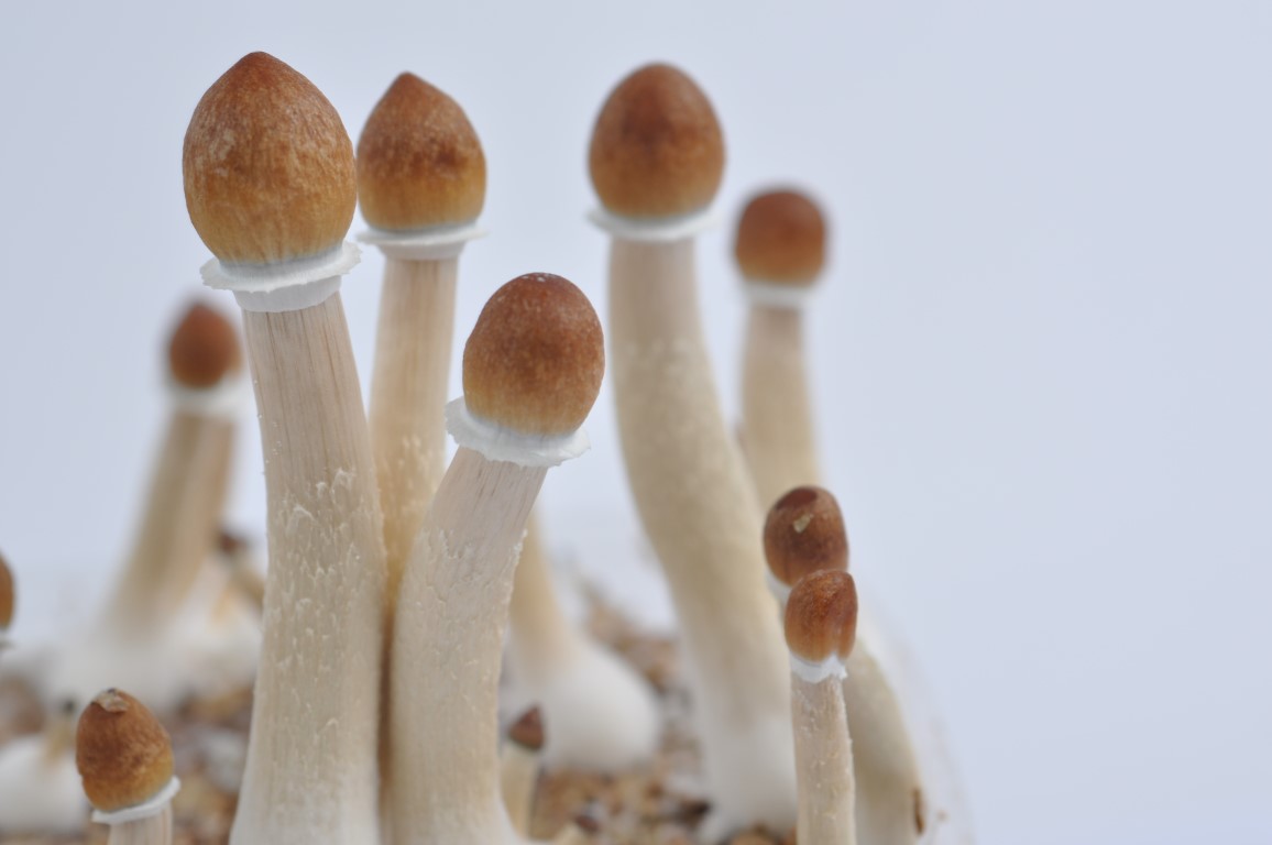 Find Out Who's Talking About Mushroom Spores And Why You Should Be Concerned