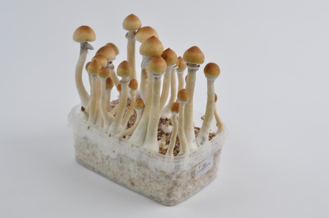 Burma magic mushroom grow kits