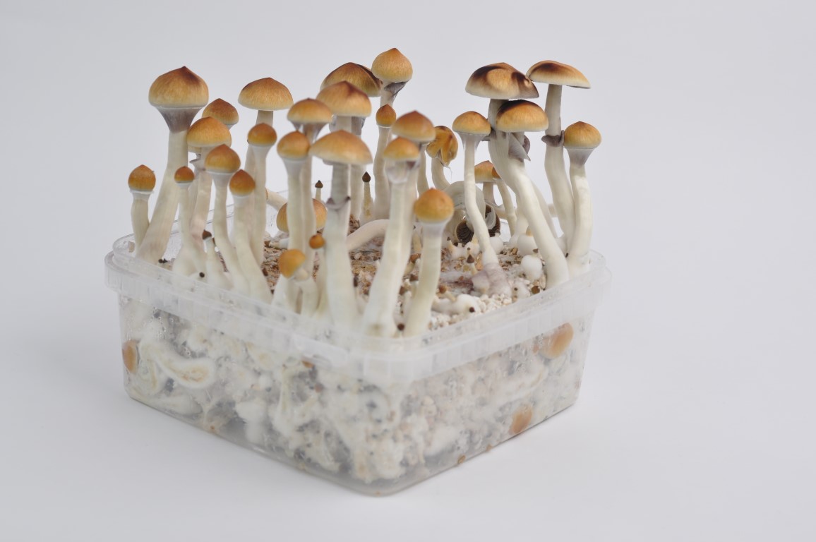 The magic mushroom strain of the month for July is the PES Amazonian, a pro...