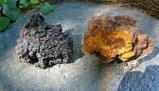 Chaga: King of Medicinal Mushrooms