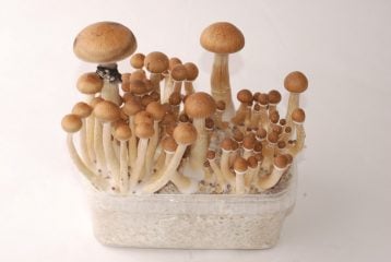 Thai 100% Magic Mushroom grow kit