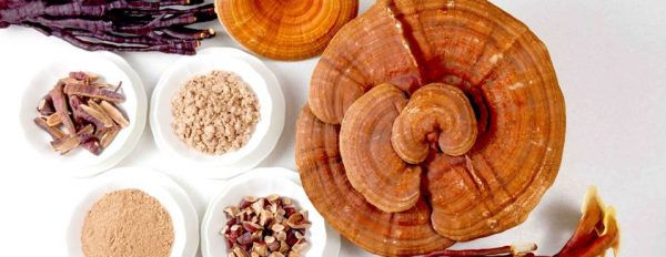 Reishi: Mushroom of Immortality