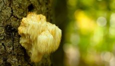 Lion’s Mane: Mushrooms for the memory