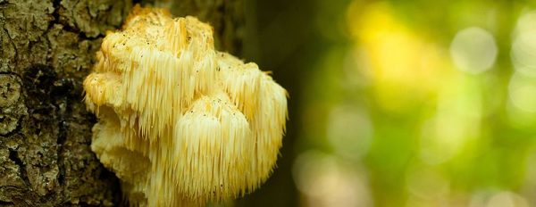 Lion's Mane: Compounds of Interest