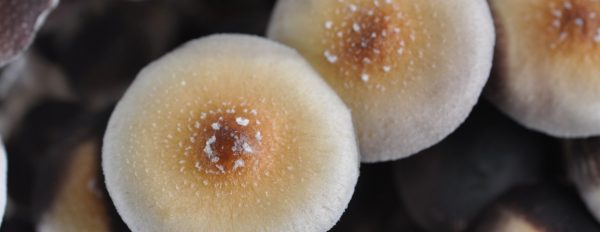 Thai Magic Mushroom: All you need to know about the Thai Strain