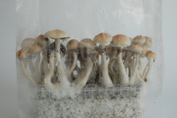 Eucuadorian Magic Mushroom Grow Kit 