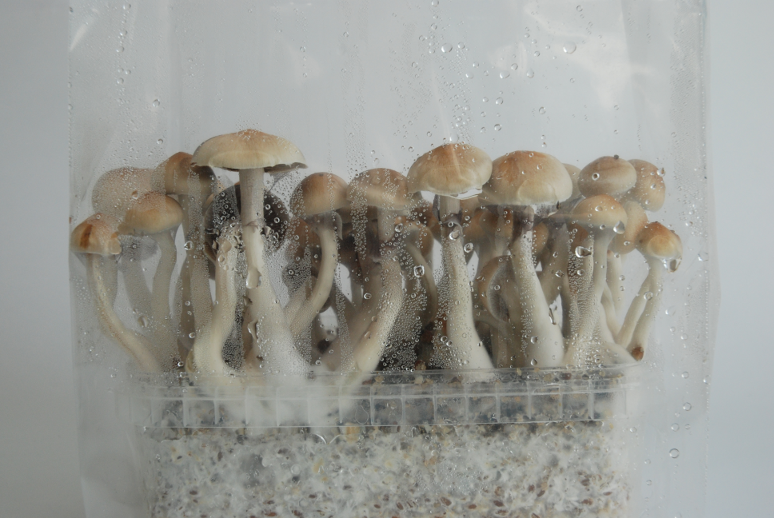 Eucuador Magic Mushroom Grow Kit 