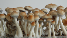 All about the Ecuador Magic Mushroom!