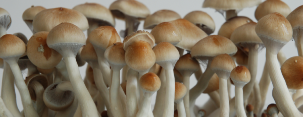 All about the Ecuador Magic Mushroom!