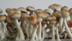 How to grow Magic Mushrooms at home? (Pro's & Cons)