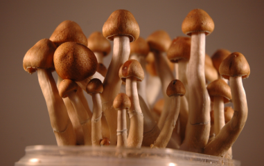 Ecuador Magic Mushrooms grow kit