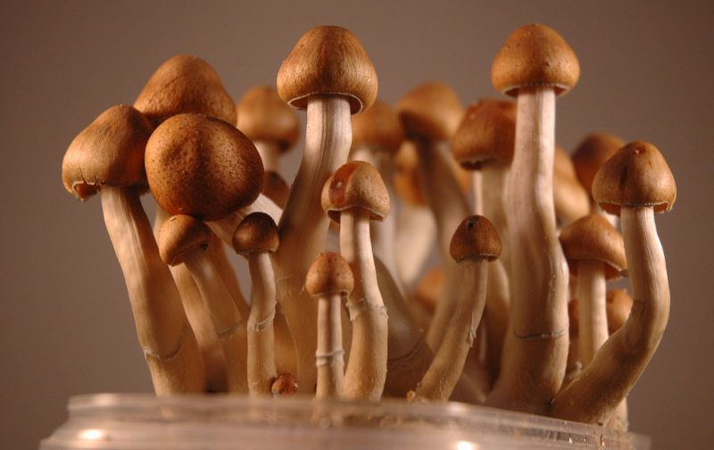Ecuador Magic Mushrooms growing from a Grow Kit