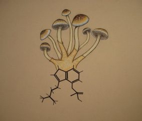 Psilocybin Mushrooms