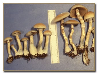 mushroom magic mushrooms burma cubensis psilocybe yard psilocybin growing need know shop psychedelic