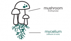 Mycelium Explained: Understanding the roots