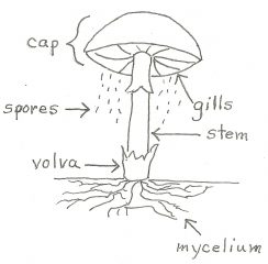 Mycelium