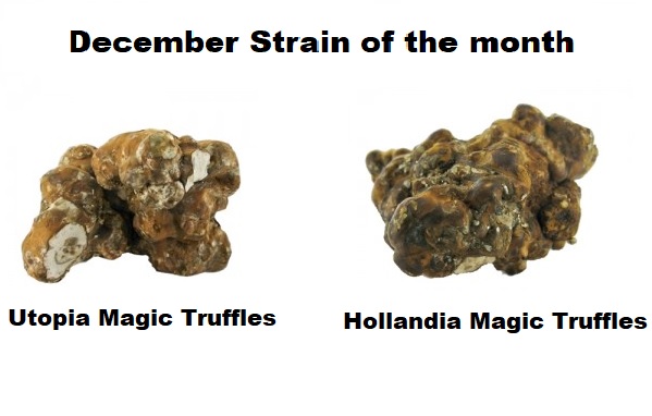 Utopia Magic Truffles and Hollandia Magic Truffles