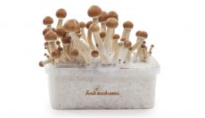 FreshMushrooms kits: A refreshing Alternative!