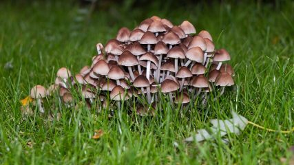 Nature mushroom