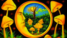 Magic Mushroom Dosage Guide!