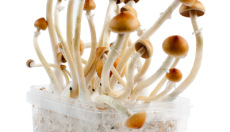 All you need to know about the B+ Magic Mushroom