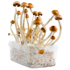 All you need to know about the B+ Magic Mushroom