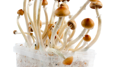 All you need to know about the B+ Magic Mushroom