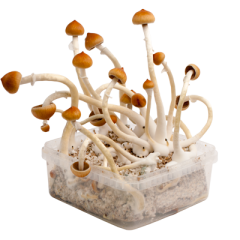 B+ magic mushroom grow kits