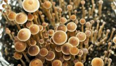 Decriminalizing magic mushrooms in Colorado