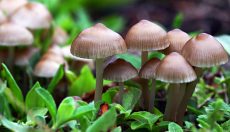 Psilocybin fights potential attackers!