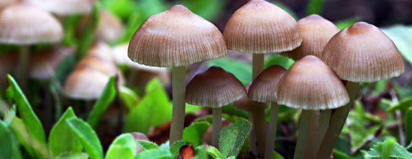 Psilocybin fights potential attackers!