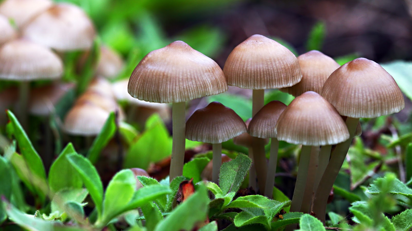 Buy magic mushrooms online Buy magic mushrooms online