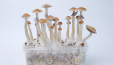 All you need to know about the Treasure Coast Magic Mushroom