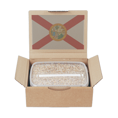 Mycelium Grow Kit