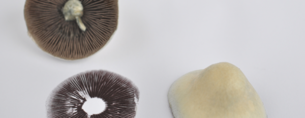 How to Prepare Magic Mushroom Spores for Microscopy