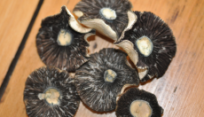 Mushroom Caps after taking Spore Prints