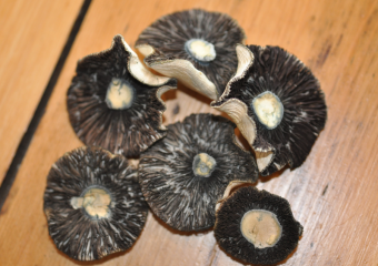Why magic mushroom spores don't contain psilocybin ?