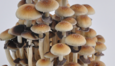 Your 5 favorite magic mushroom strains!