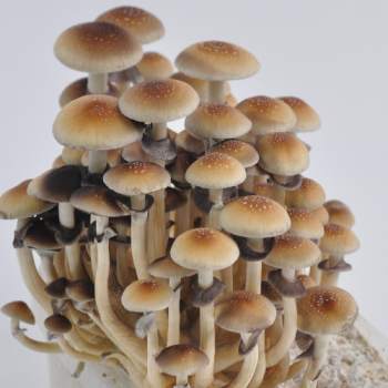 Your 5 Favorite Magic Mushroom Strains Magic Mushrooms Shop Blog